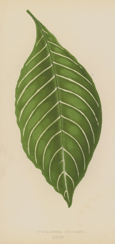 Aphelandra Leopoldii av English School