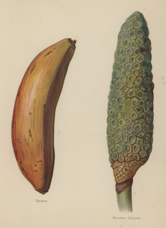 Banan, Monstera deliciosa av English School