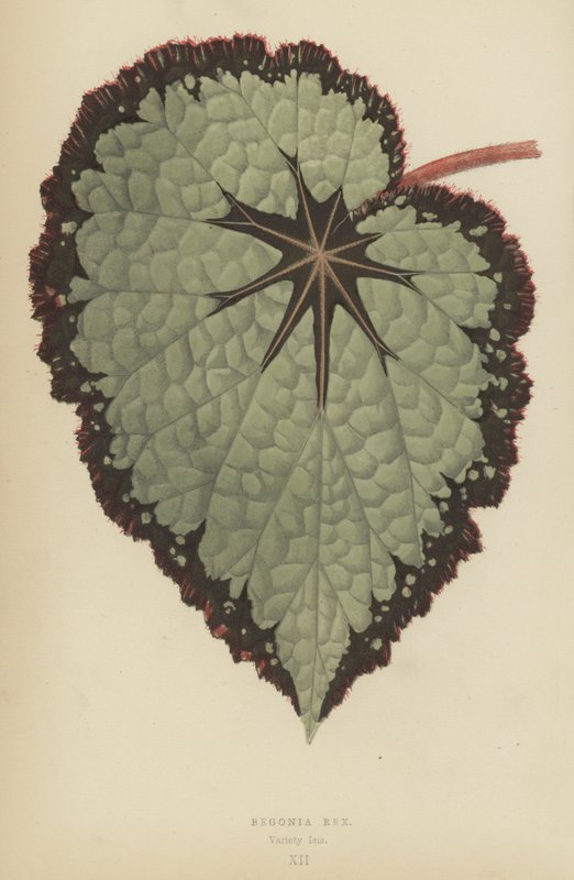 Begonia Rex, Variety Isis av English School
