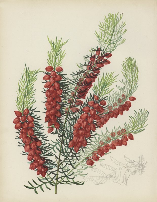 Boronia Elatior av English School