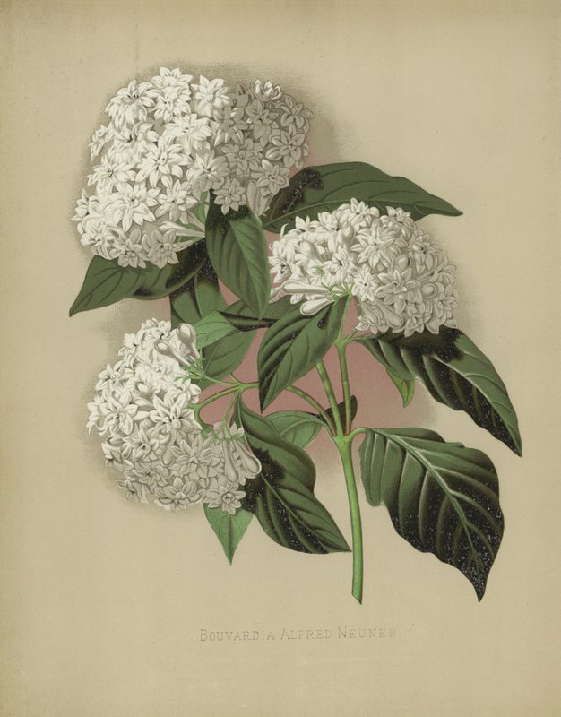 Bouvardia Alfred Neuner av English School
