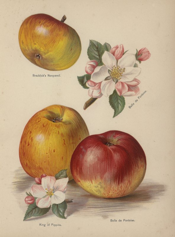 Braddicks Nonpareil, Belle de Pontoise, King of Pippins av English School