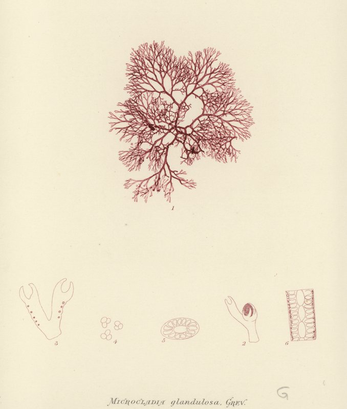 British Sea-Weed (naturtrykt) av English School