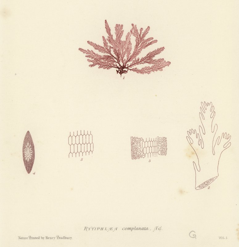 British Sea-Weed (naturtrykt) av English School