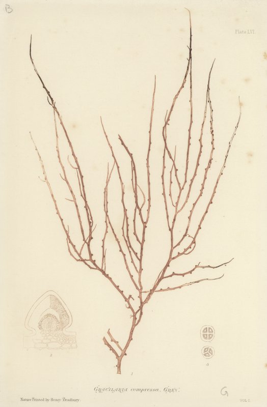 British Sea-Weed (naturtrykt) av English School
