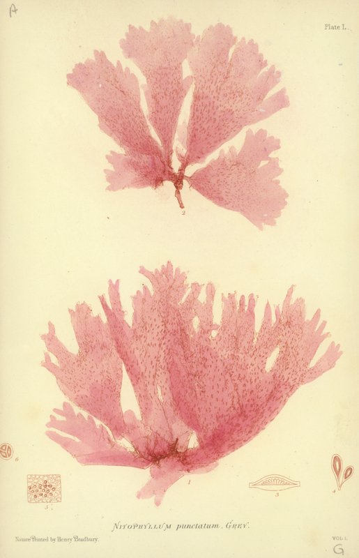 British Sea-Weed (naturtrykt) av English School