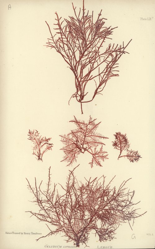 British Sea-Weed (naturtrykt) av English School