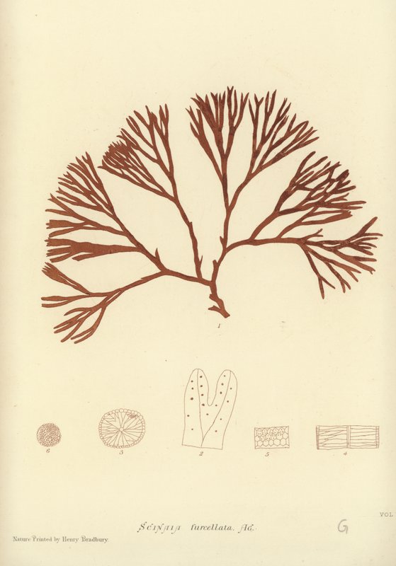 British Sea-Weed (naturtrykt) av English School