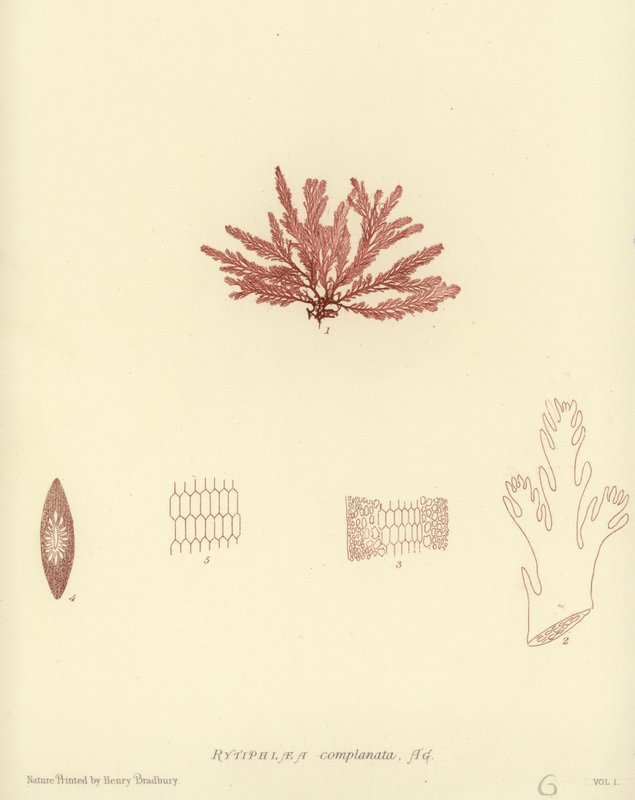 British Sea-Weed (naturtrykt) av English School