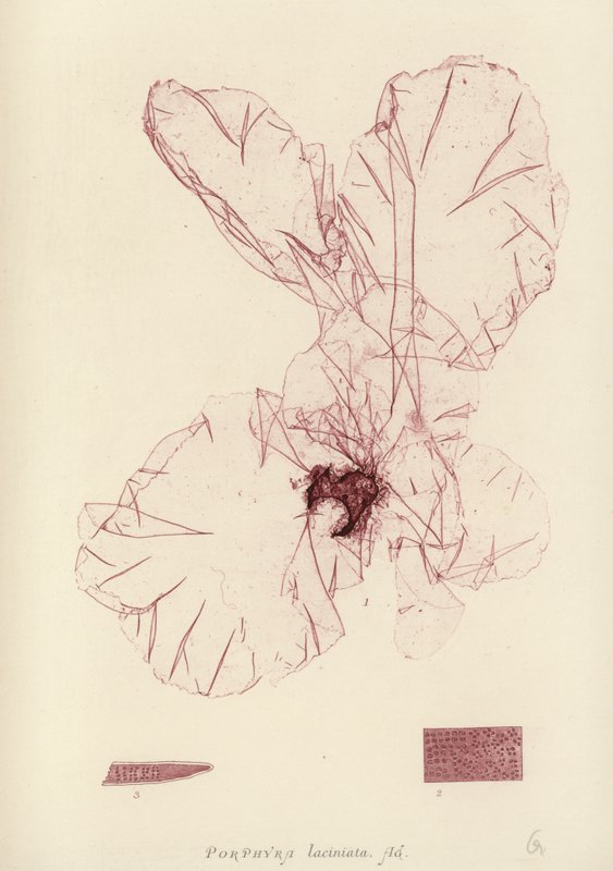 British Sea-Weed (naturtrykt) av English School