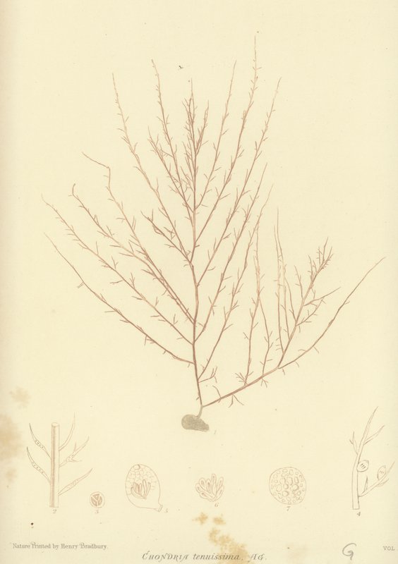 British Sea-Weed (naturtrykt) av English School