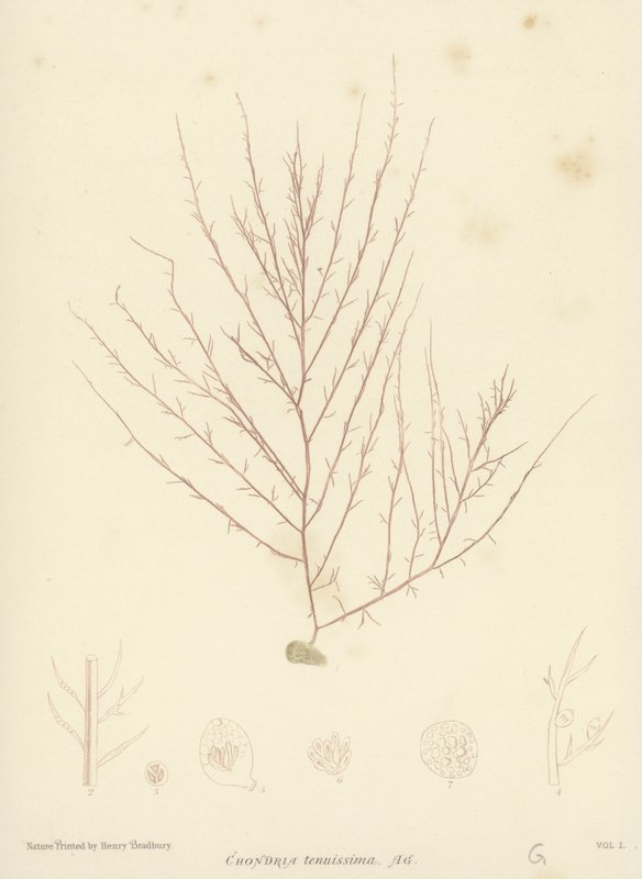 British Sea-Weed (naturtrykt) av English School