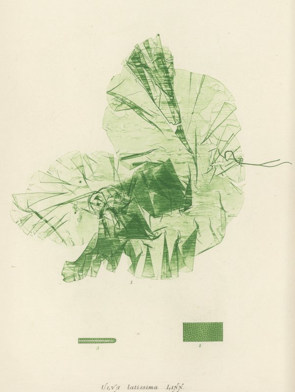 British Sea-Weed (naturtrykt) av English School