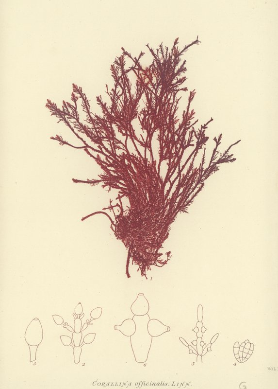British Sea-Weed (naturtrykt) av English School
