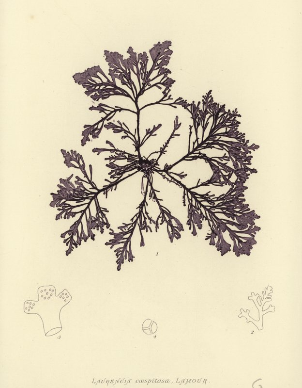 British Sea-Weed (naturtrykt) av English School