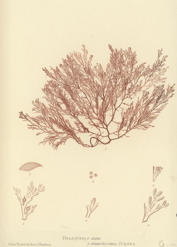 British Sea-Weed (naturtrykt) av English School