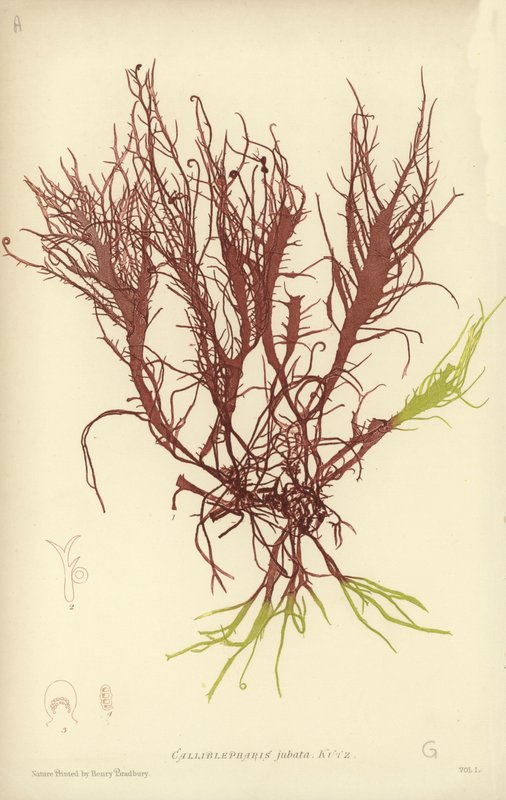 British Sea-Weed (naturtrykt) av English School