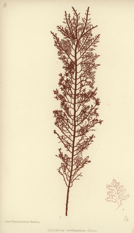British Sea-Weed (naturtrykt) av English School