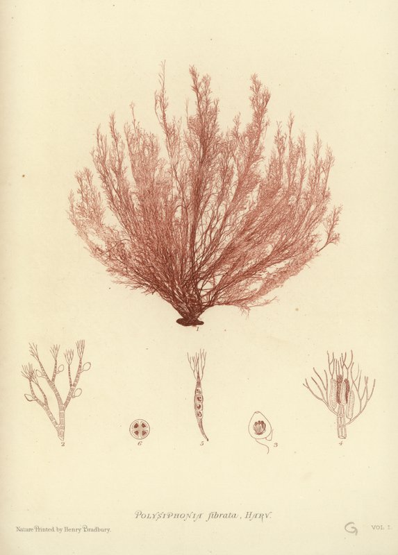 British Sea-Weed (naturtrykt) av English School