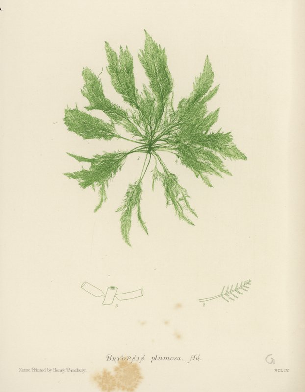 British Sea-Weed (naturtrykt) av English School