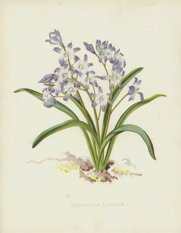 Chionodoxa Luciliae av English School