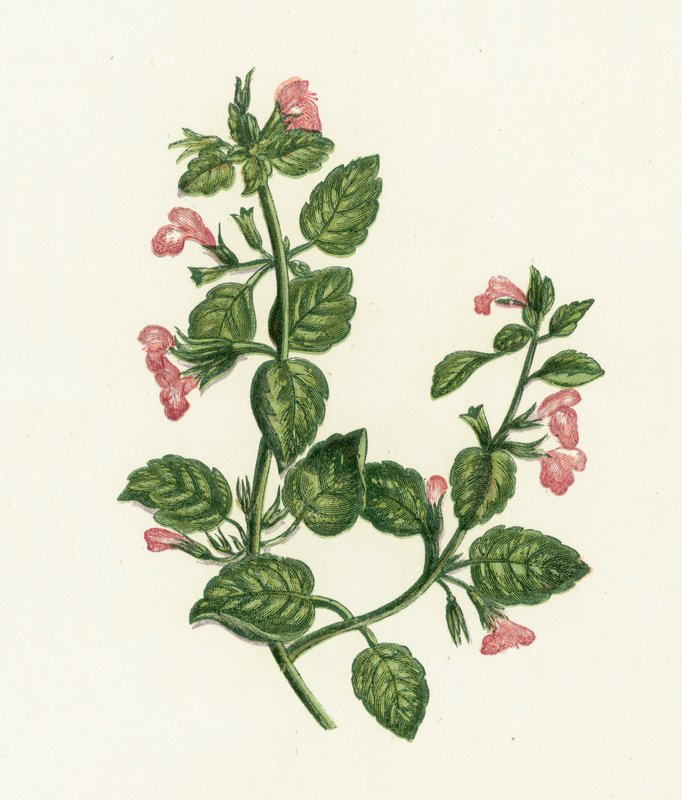 Vanlig calamint, Calamintha Officinalis av English School