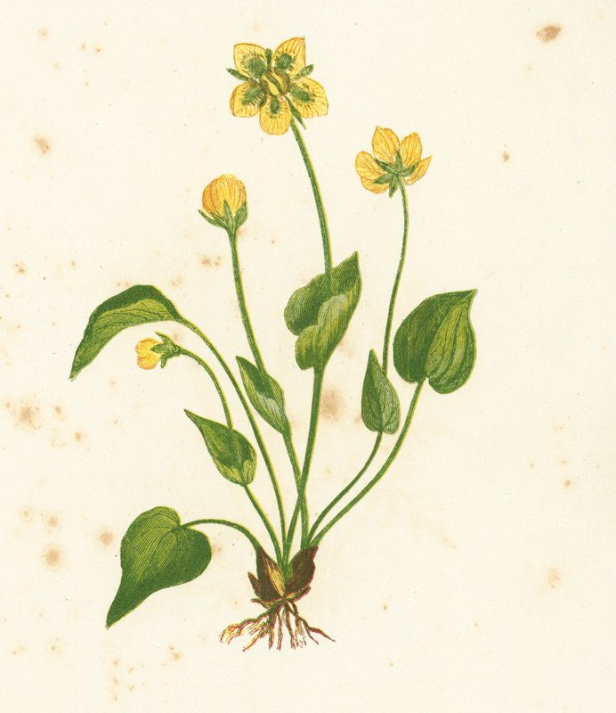 Vanlig gress av Parnassus, Parnassia Palustris av English School