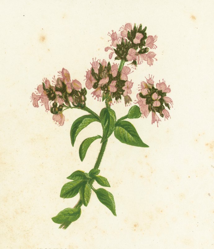 Vanlig merian, Origanum Vulgare av English School