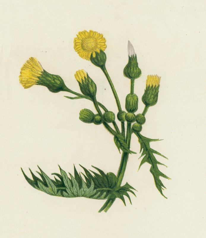 Vanlig purketistel, Sonchus Oleraceus av English School