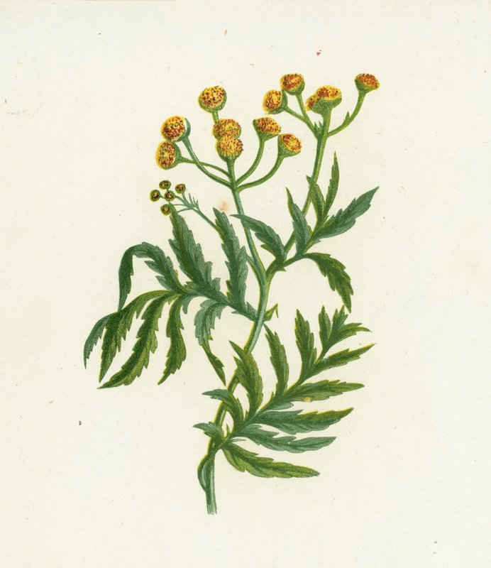 Vanlig tannsy, Tanacetum Vulgare av English School