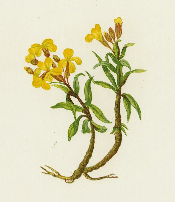 Vanlig veggblomst, Cheiranthus Cheiri av English School