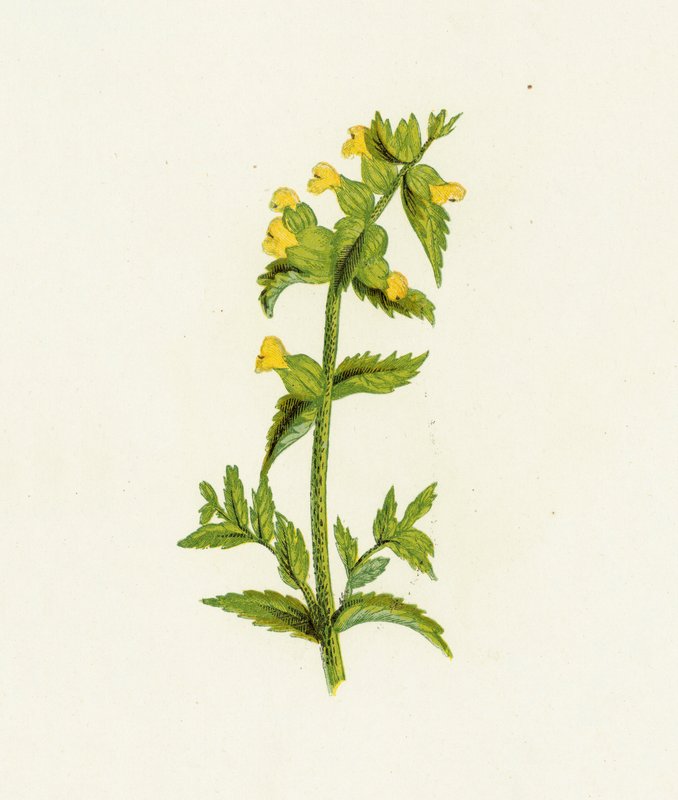 Vanlig gul rangle, Rhinanthus Crista-Galli av English School