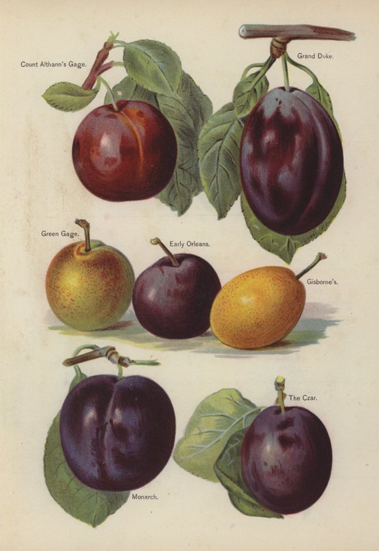 Grev Althanns Gage, Grand Duke, Green Gage, Early Orleans, Gisbornes, Monarch, The Czar av English School
