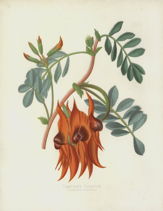 Dampiers Cliant, Clianthus Dampieri av English School