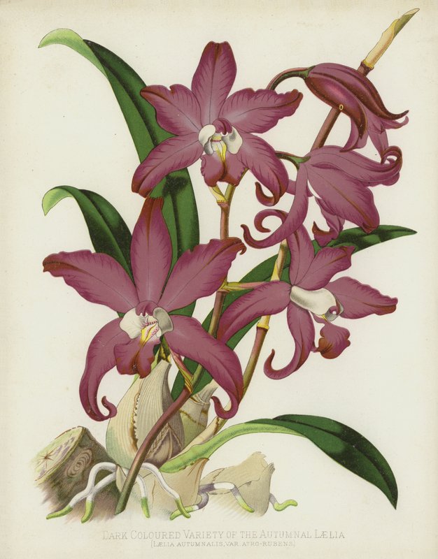 Mørkfarget variant av Autumnal Laelia, Laelia Autumnalis, var Atro-Rubens av English School