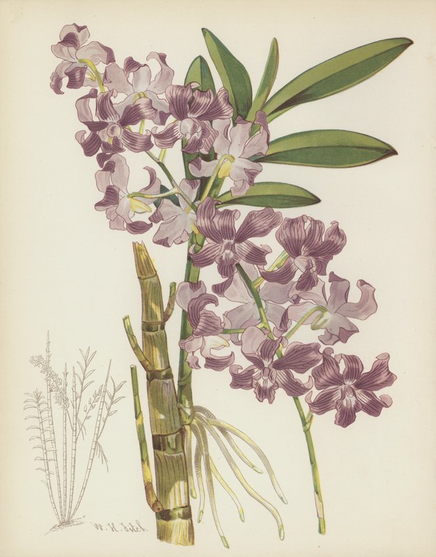 Dendrobium Superbiens av English School