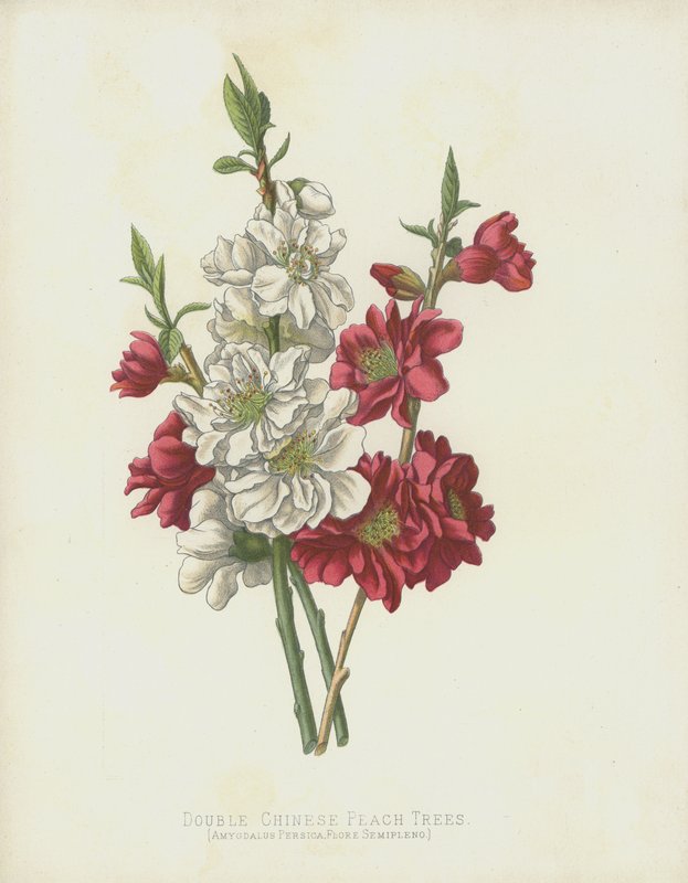 Doble kinesiske ferskentrær, Amygdalus Persica; Flore Semipleno av English School