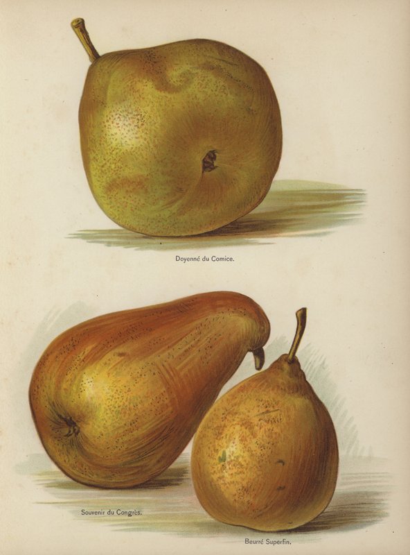 Dekan for tegneserien, kongressens souvenir, Superfine Butter av English School