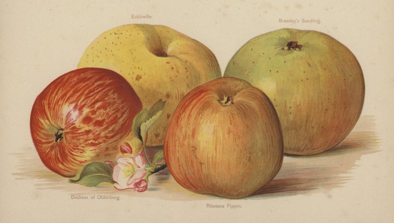 Ecklinville, Bramleys frøplante, hertuginne av Oldenburg, Ribstone Pippin av English School