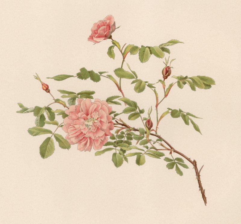 Engelsk Rose av English School