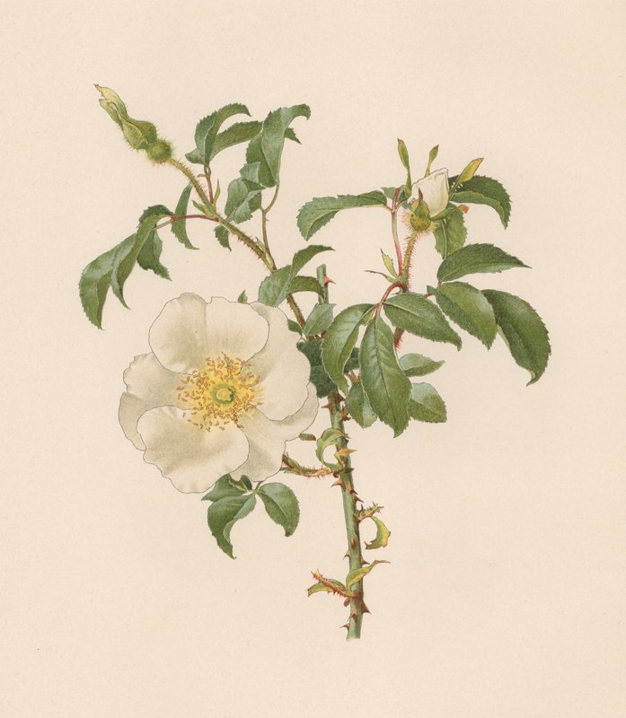 Engelsk Rose av English School