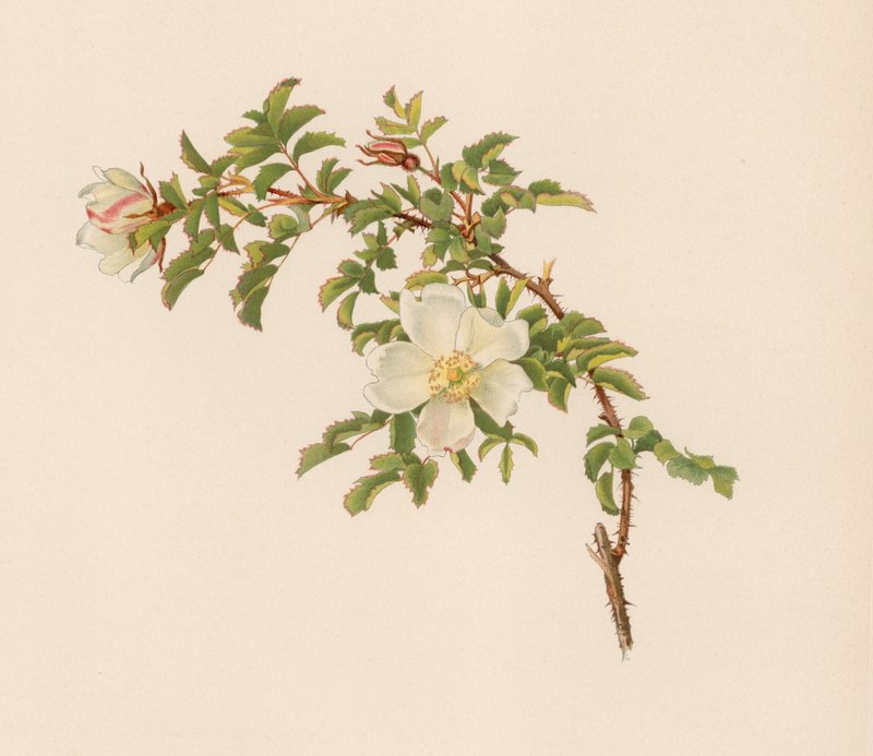 Engelsk Rose av English School