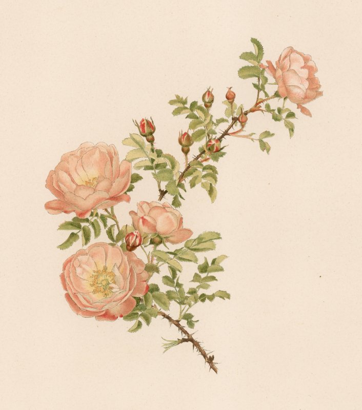 Engelsk Rose av English School