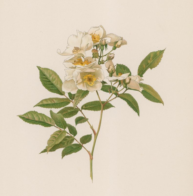 Engelsk Rose av English School