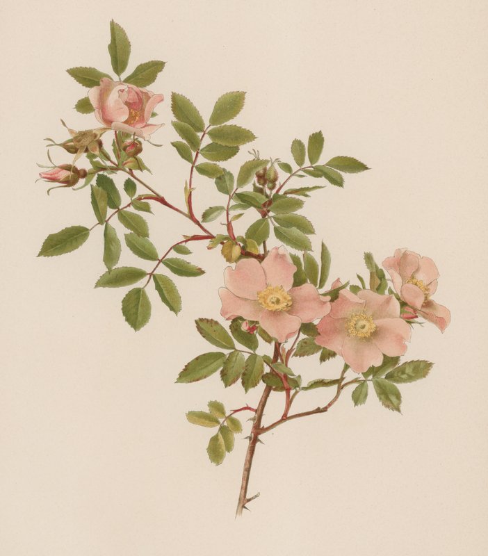 Engelsk Rose av English School