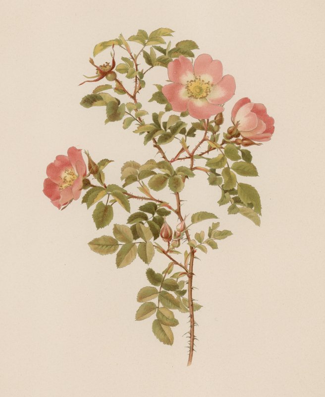 Engelsk Rose av English School
