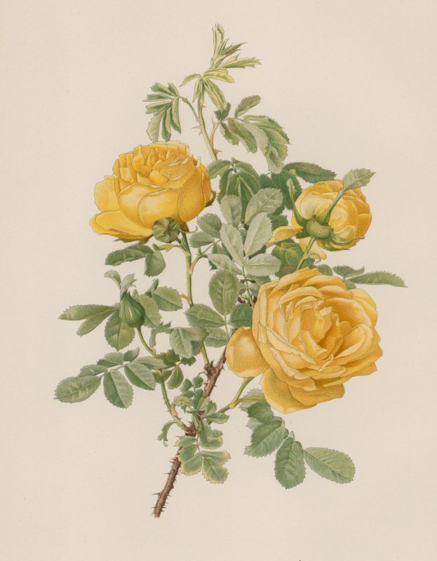 Engelsk Rose av English School