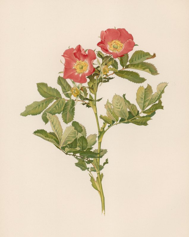Engelsk Rose av English School