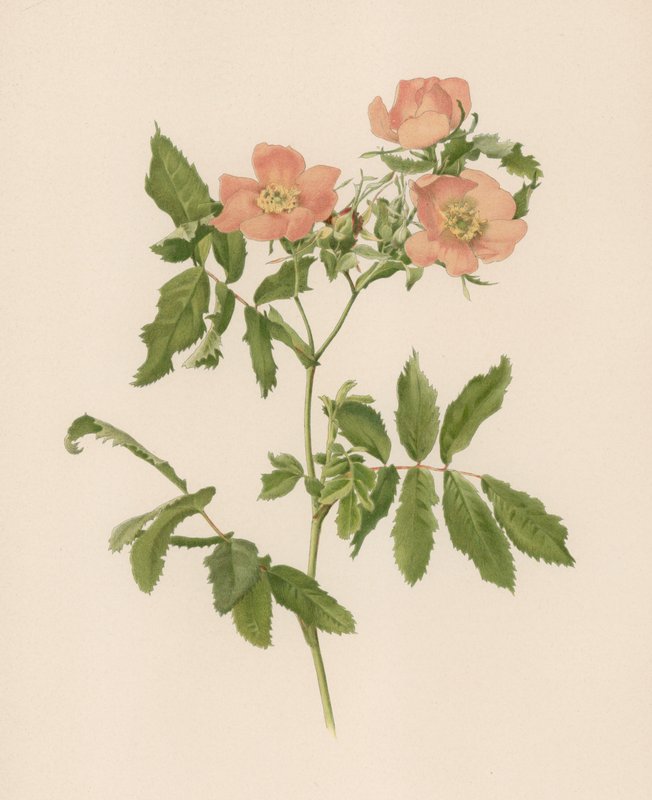 Engelsk Rose av English School