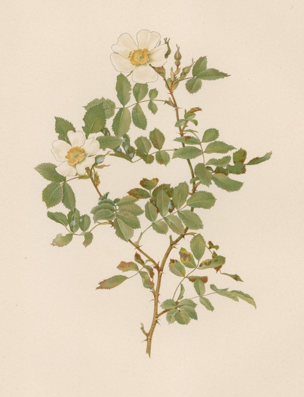Engelsk Rose av English School